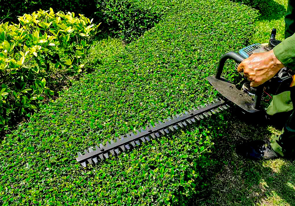 SoClean Gardening Services Hedge Trimming SoClean Gardening Services Hedge Trimming